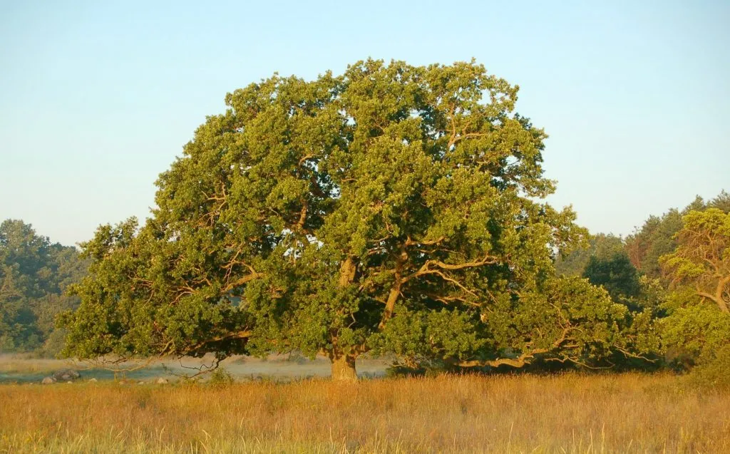 Alter Solitärbaum in offener Landschaft