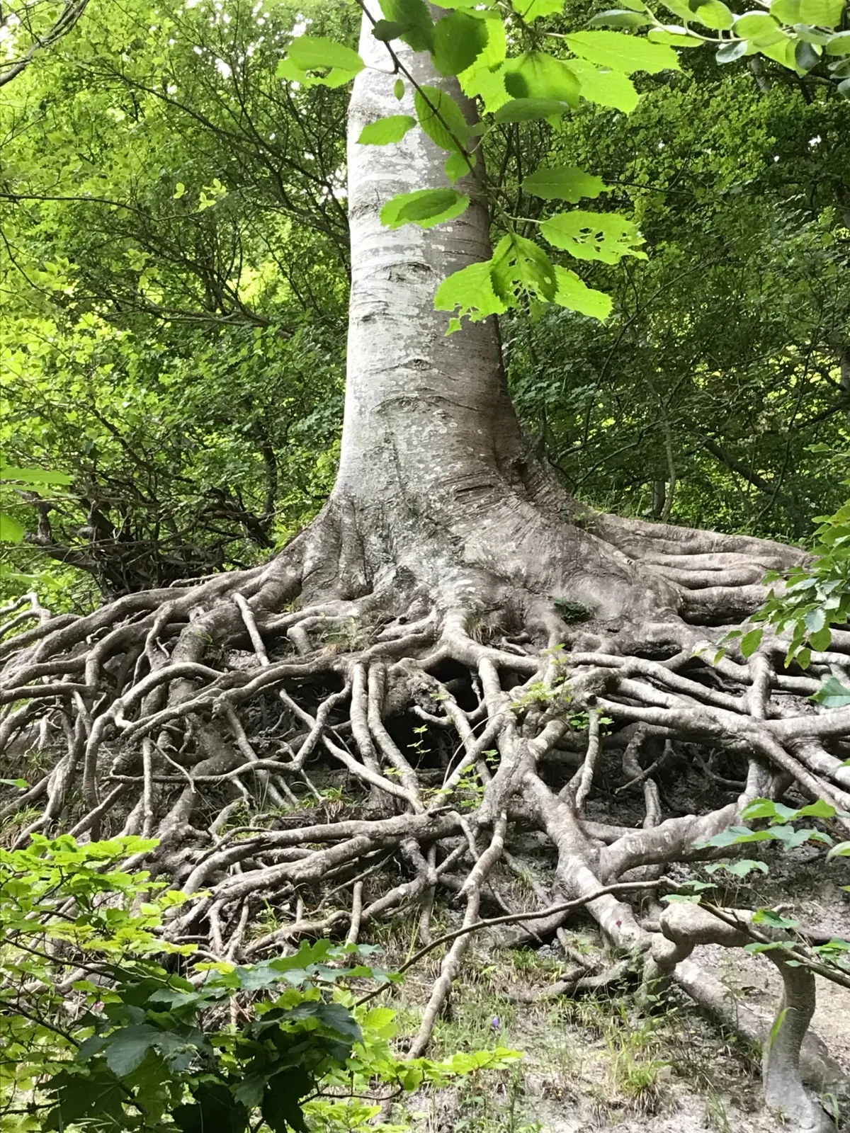 Freigelegtes Wurzelwerk einer Buche als Teil der Baumkontrolle