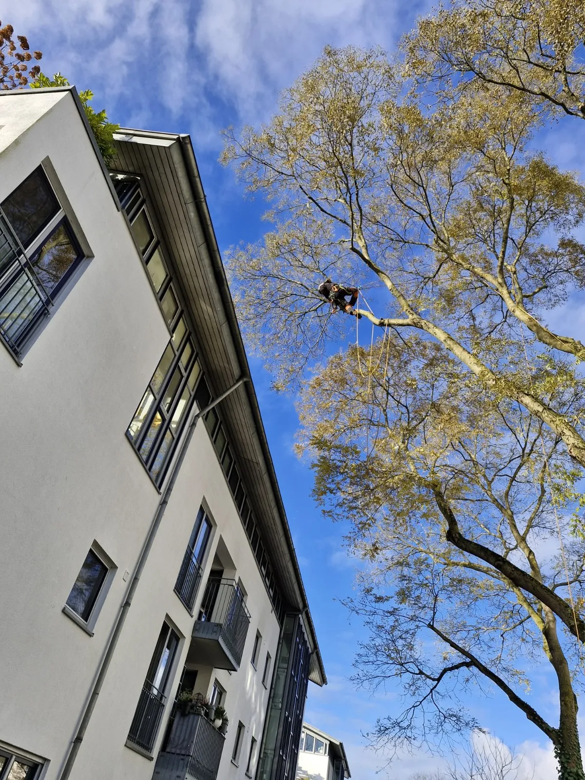 Baumpfleger im Seil direkt neben einer Hausfassade