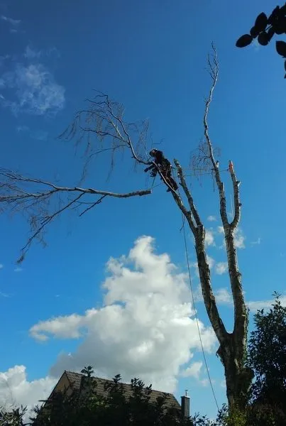 Baum wird in Seilklettertechnik stückweise von oben abgetragen