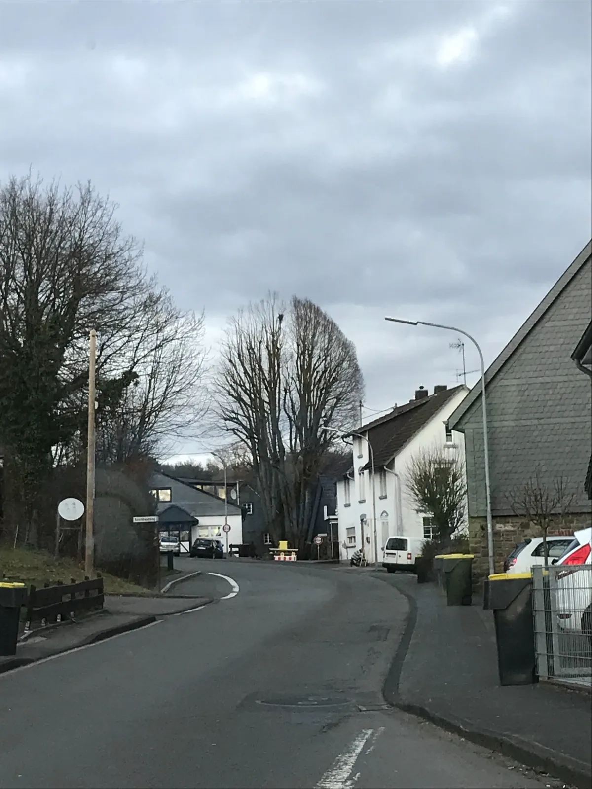 Eingekürzter Baum im Ortsbild nach fachgerechter Kroneneinkürzung