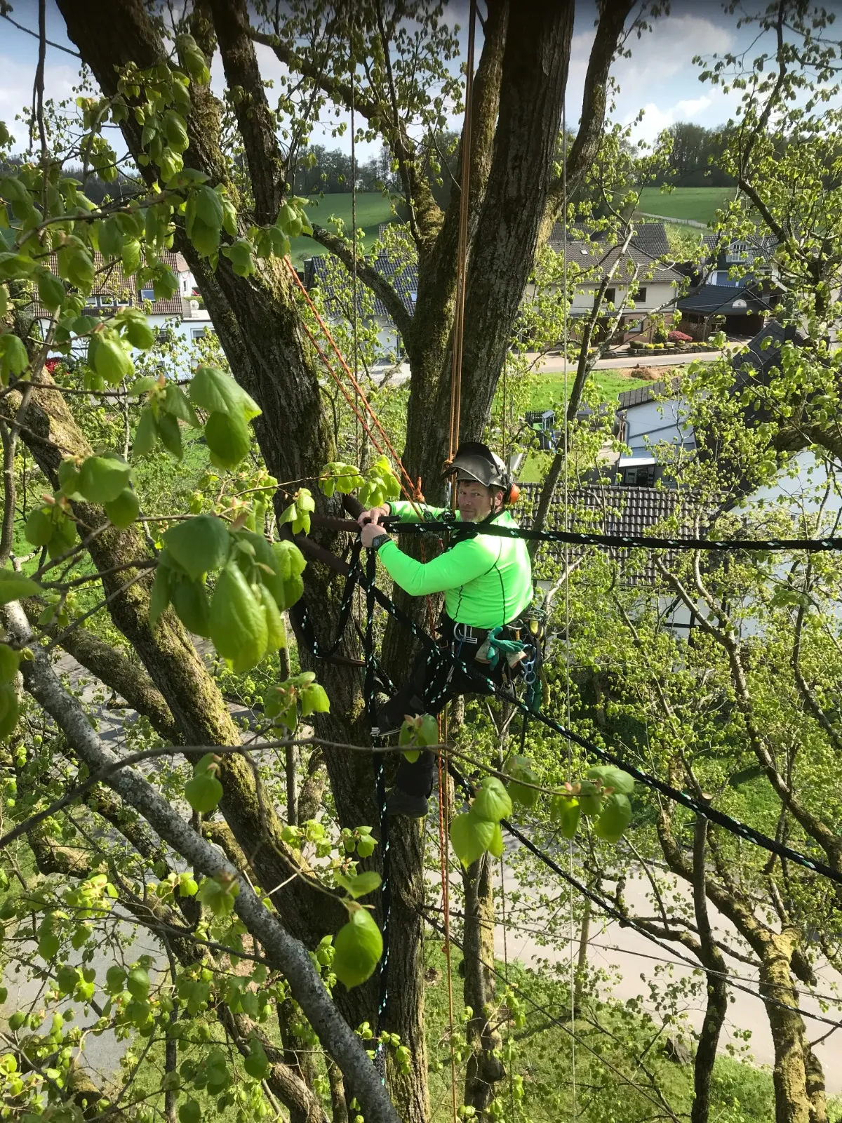 Einbau einer Kronensicherung hoch im Baum