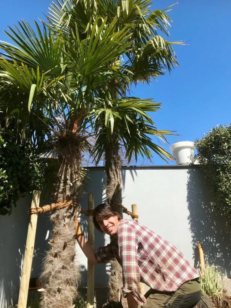 Pflanzung einer Hanfpalme im Hausgarten